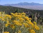 Rabbit Brush