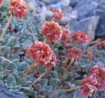 Buckwheat