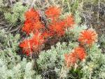 Desert Paintbrush