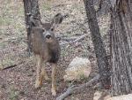 Mule Deer