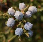 Juniper Berry Cluster