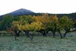 Historical Orchard at Dusk.