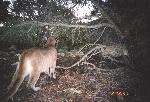 Cougar