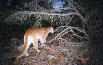 Mountain lion