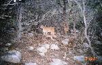 Mountain lion