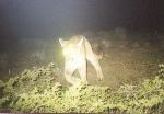Mountain lion
