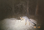 Grey Fox