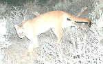 Mountain lion
