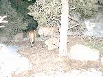 Mountain lion