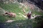 Elk