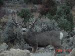 Mule Deer