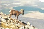 Bighorn Sheep