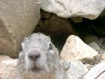 Yellow-bellied Rock Marmot