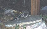 Ringtail Cat