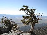 Bristlecone Pine
