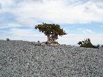 Bristlecone Pine