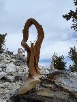 Bristlecone Pine