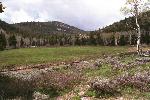 Lions Meadow