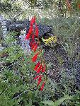 Firecracker Penstemon