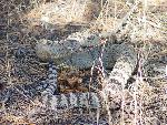 Great Basin Rattlesnake