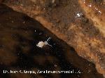 Springtail