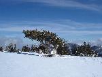 Bristlecone Snow