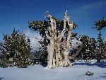Bristlecone