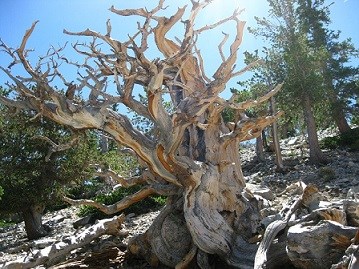 Twisted bristlecone pine
