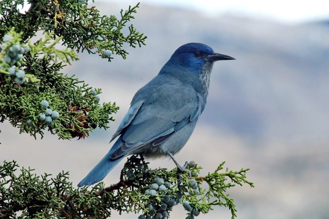A blue colored bird stands on a branch staring into the distance