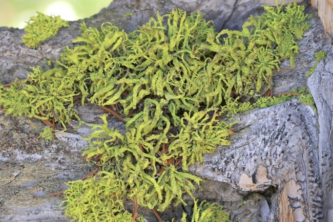 Wolf lichen on a bristlecone pine tree. NPS Photo by G. Baker