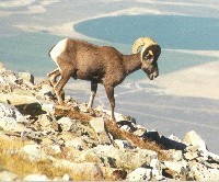 Bighorn Sheep are included in Sensitive Species list.