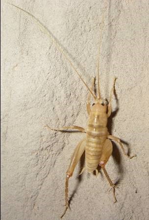 pale cricket on a pale rock wall