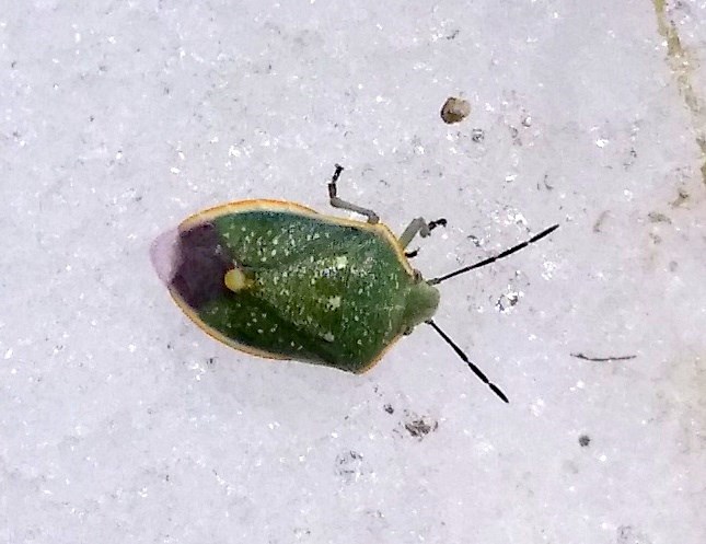 Green true bug on snow