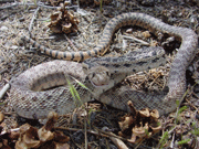 Gopher Snakes mimic rattlesnakes to protect themselves.