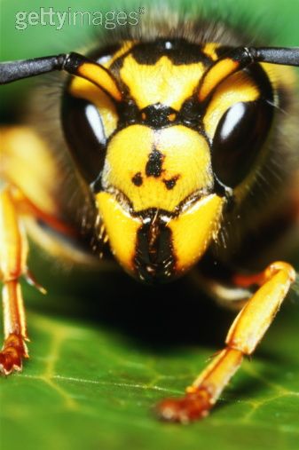 Wasp (Hymenoptera) on leaf