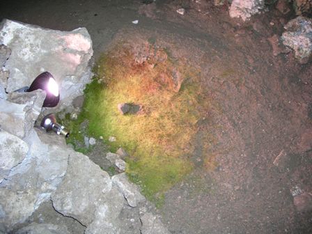 Algae growths in front of cave lights