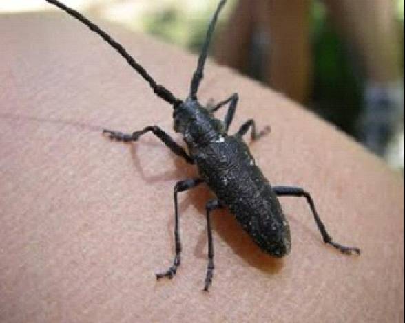 creambiciade insect