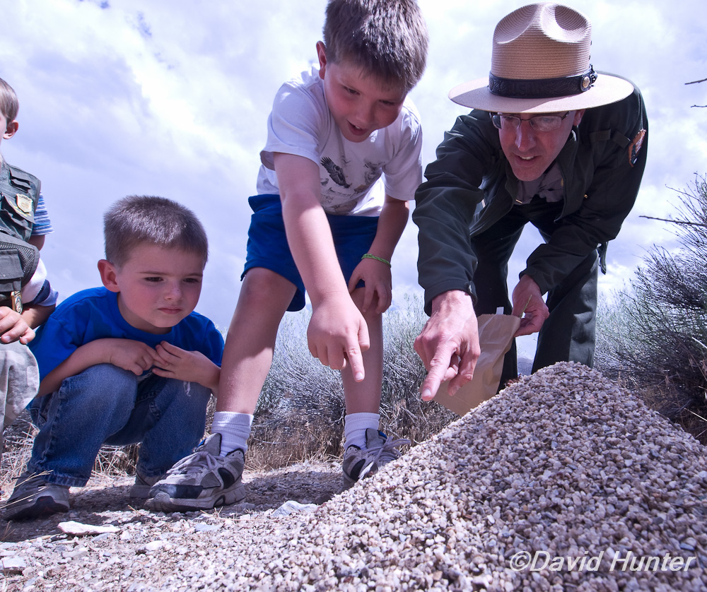 young volunteers look for ants