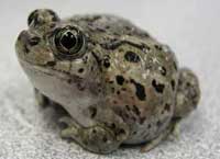 This spadefoot toad was the first amphibian found in Great Basin National Park.