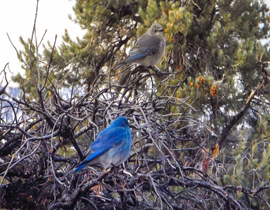 BlueBirds