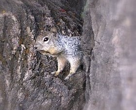 Rock Squirrel eating seeds from the historical orchard. Rock Squirrel eating seeds from the historical orchard.