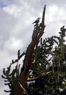 Gray bird in a treetop