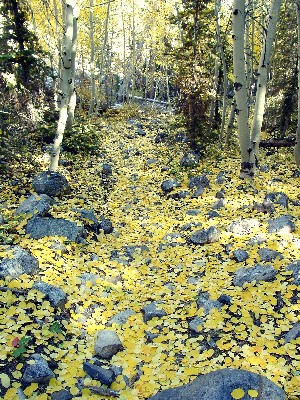 Fall aspen leaves on Lehman Creek Trail