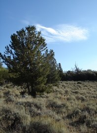 Pinyon pine sagebrush