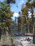 MD 900 and the Point Fire