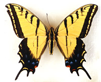Swallowtail butterfly.