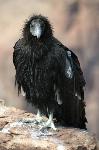 CALIFORNIA CONDOR