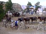 MULE RIDE - STONE CORRAL