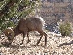 Bighorn