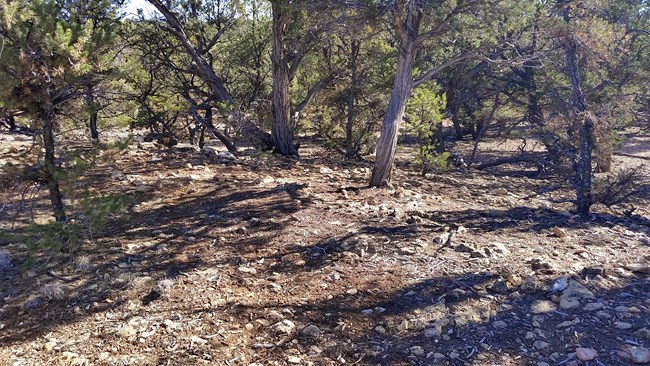 A stand of pinyon pine and utah juniper trees with brown dirt below.